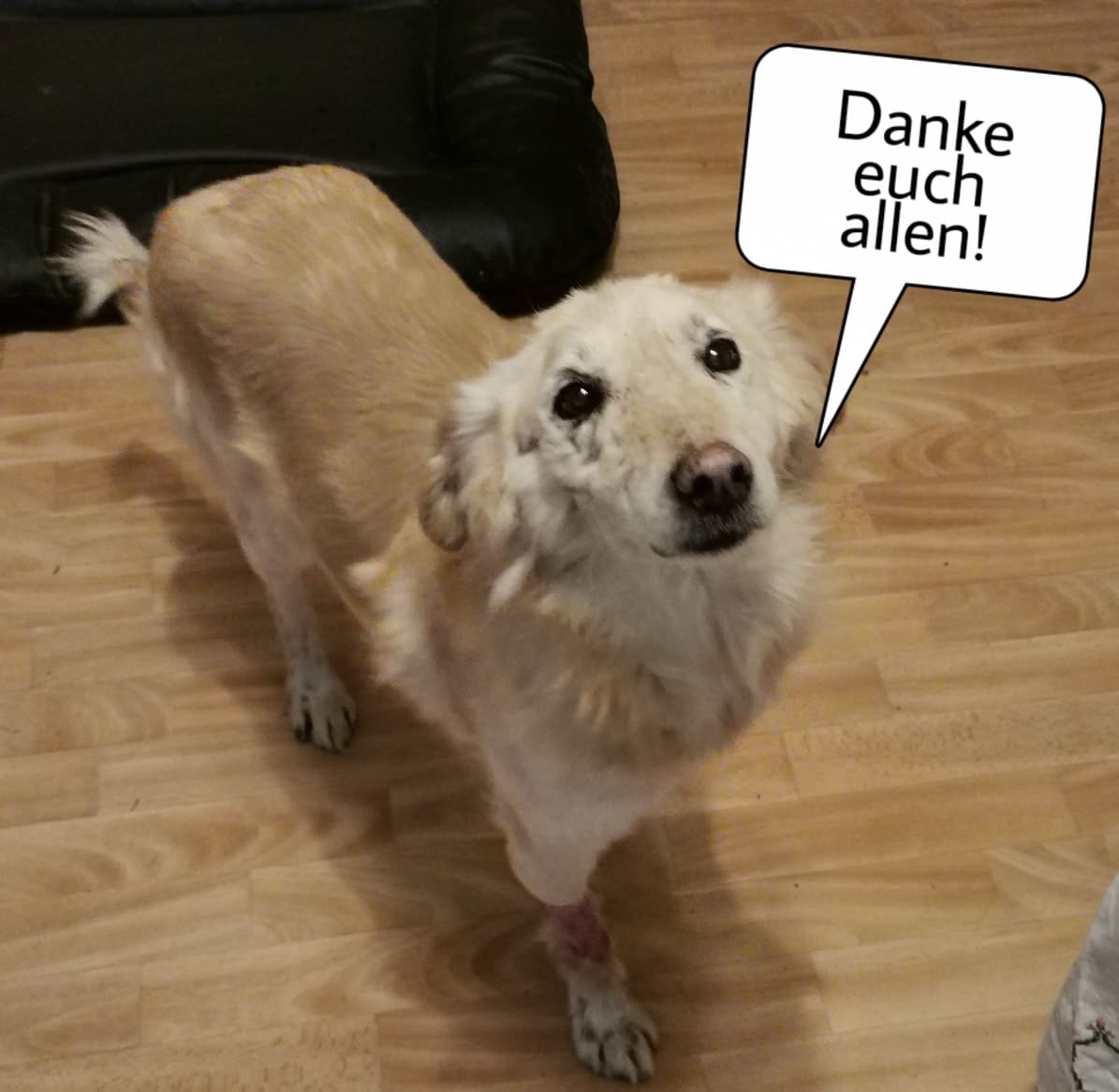 Spende Merllin Danke