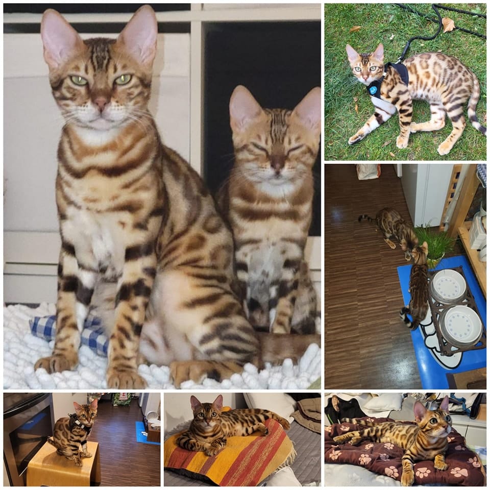 Bengal-Katzen_2023_08