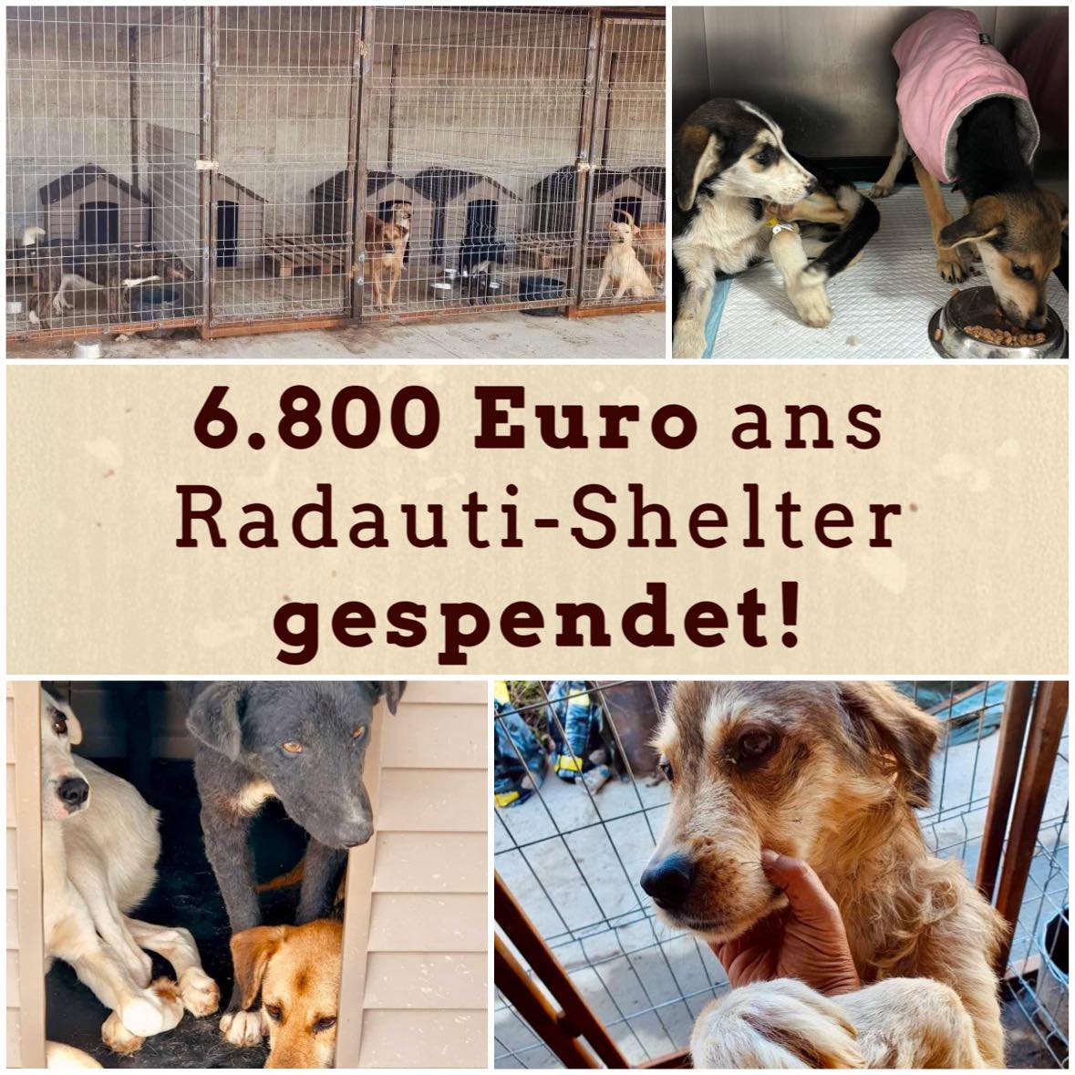 Hunderettung_Radauti_01