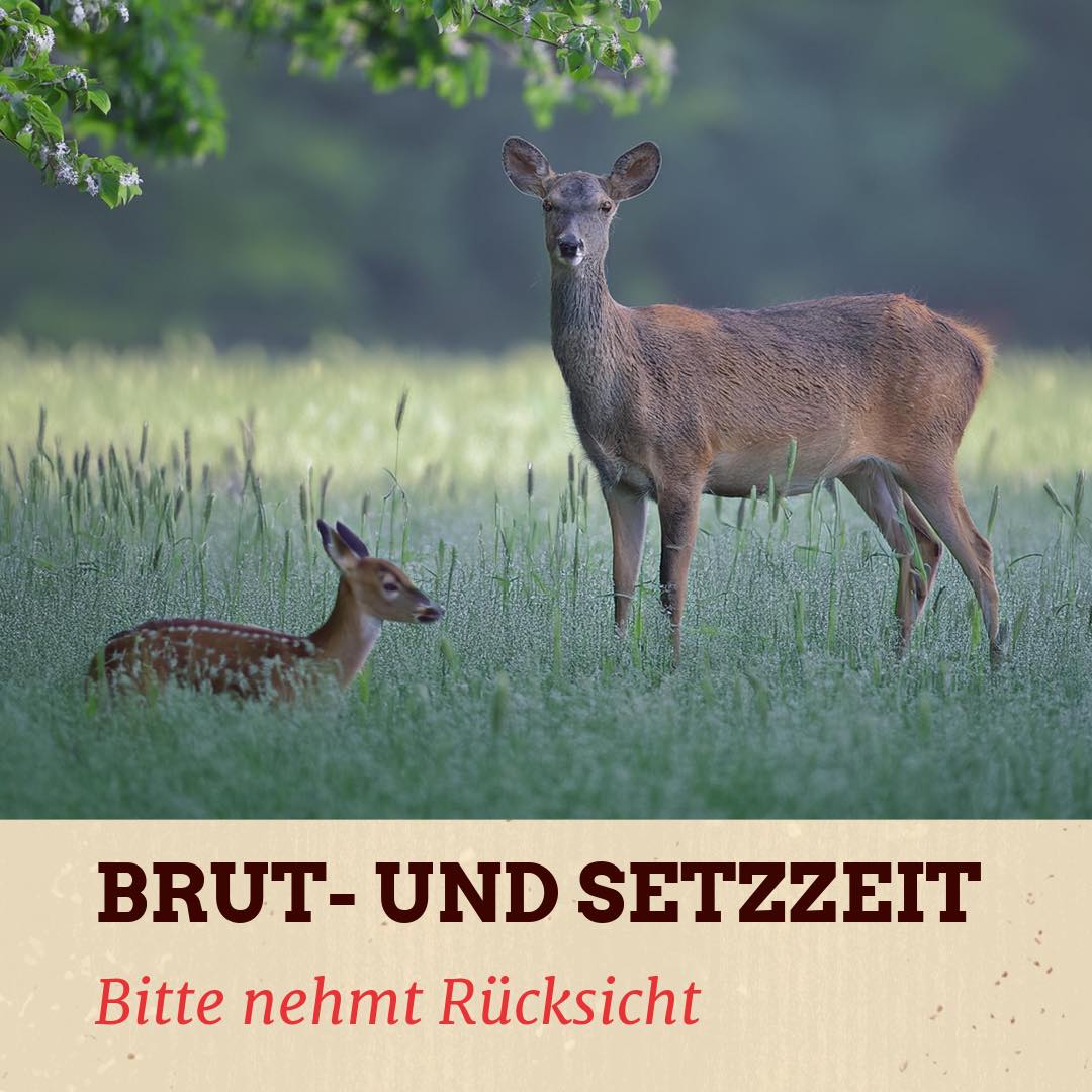 brut und setzzeit