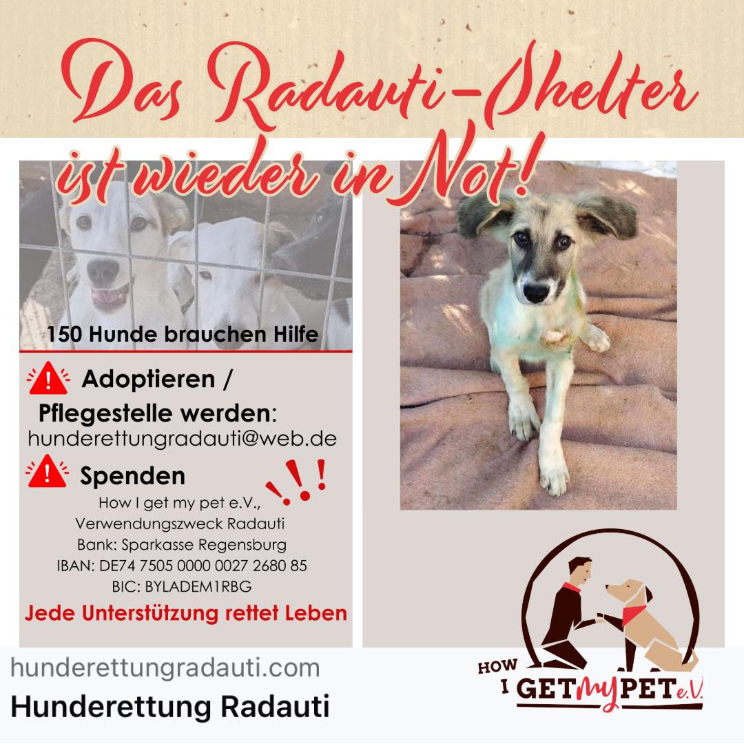 radauti_shelter_01_20254